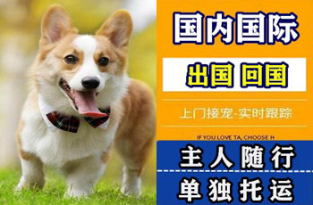 万宁市宠物托运公司万宁市宠物托运公司万宁市宠物托运公司