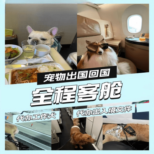 万宁市宠物托运到白俄罗斯宠物入境规定和要求